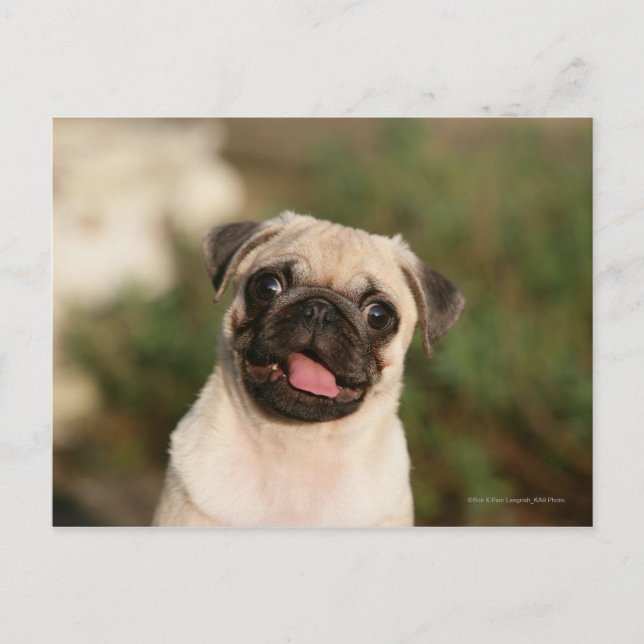 Fawn Pug Puppy Panting Postcard (Front)