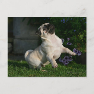 Fawn Pug Puppy Postcard
