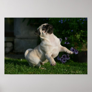 Fawn Pug Puppy Poster