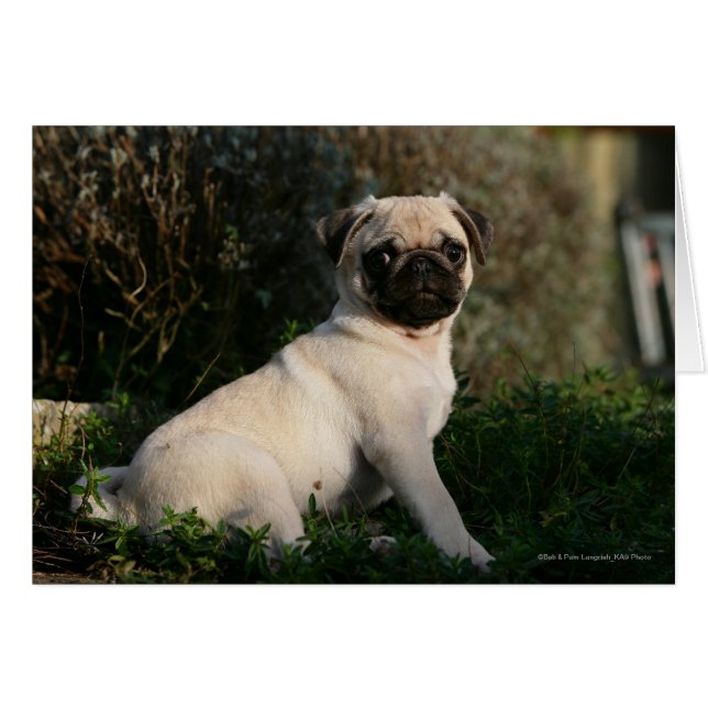 Fawn Pug Puppy Sitting (Front Horizontal)
