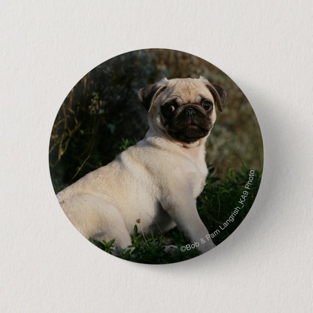 Fawn Pug Puppy Sitting 6 Cm Round Badge (Front)