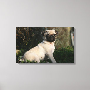 Fawn Pug Puppy Sitting Canvas Print