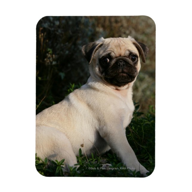 Fawn Pug Puppy Sitting Magnet (Vertical)