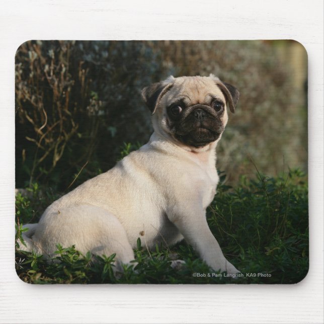 Fawn Pug Puppy Sitting Mouse Mat (Front)