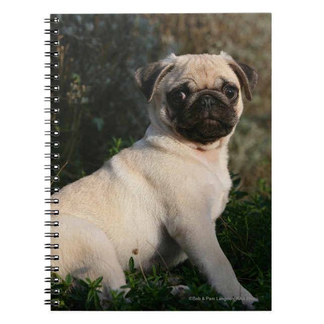 Fawn Pug Puppy Sitting Notebook (Front)