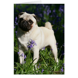 Fawn Pug Standing in the Bluebells
