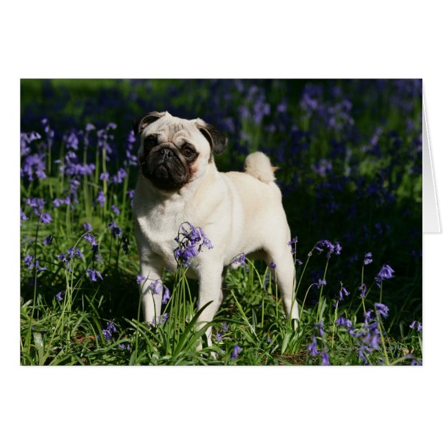 Fawn Pug Standing in the Bluebells (Front Horizontal)