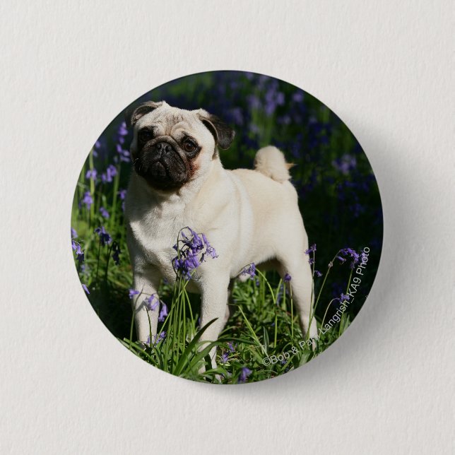 Fawn Pug Standing in the Bluebells 6 Cm Round Badge (Front)