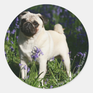 Fawn Pug Standing in the Bluebells Classic Round Sticker