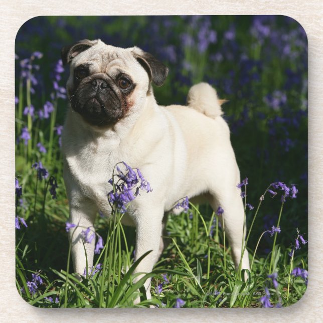 Fawn Pug Standing in the Bluebells Coaster (Front)