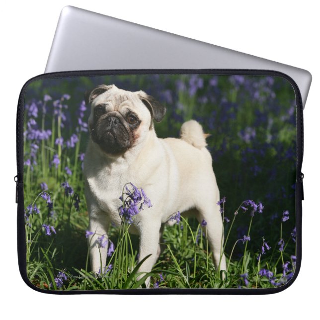 Fawn Pug Standing in the Bluebells Laptop Sleeve (Front)