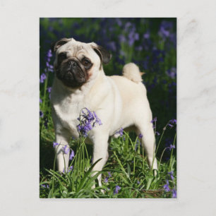 Fawn Pug Standing in the Bluebells Postcard