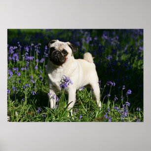 Fawn Pug Standing in the Bluebells Poster