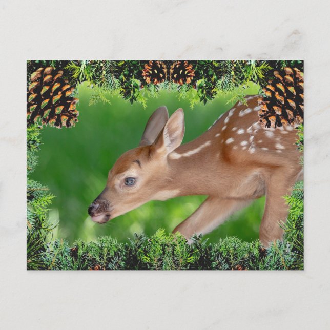 Fawn (white-tailed deer) Christmas Card (Front)