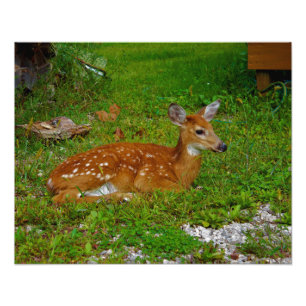 fawn whitetail deer photo print