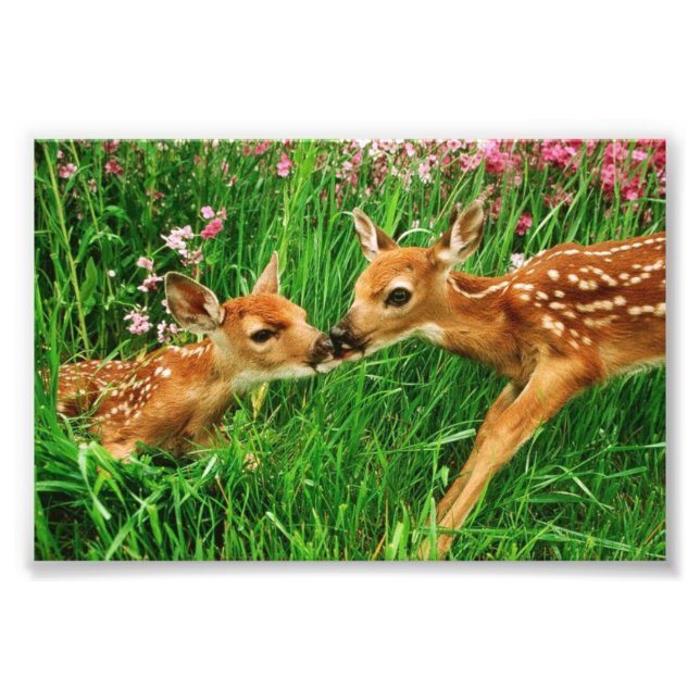 Fawns Photo Print (Front)