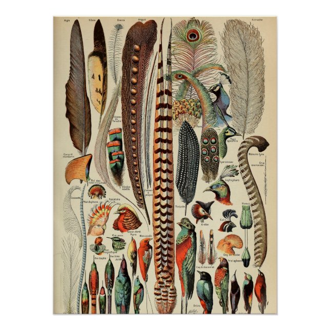 Feather Bird Wildlife Antique Feathers Poster (Front)