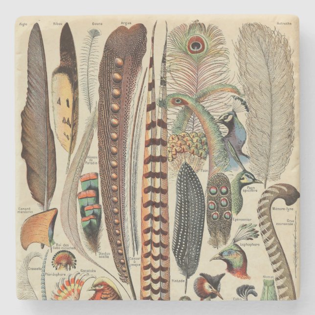 Feather Bird Wildlife Antique Feathers Stone Coaster (Front)