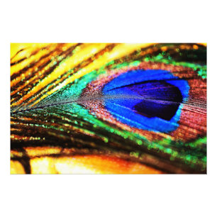 Feather by Shirley Taylor Photo Print