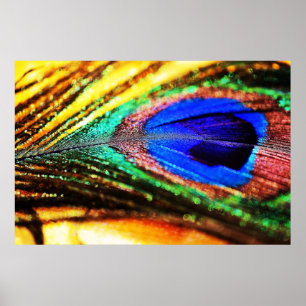 Feather by Shirley Taylor Poster