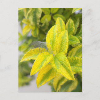 Feather in the Leaves Postcard