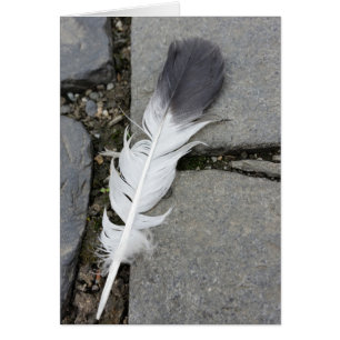 feather on pavement