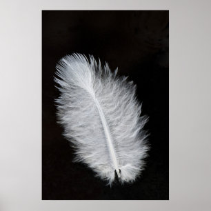 Feather Poster