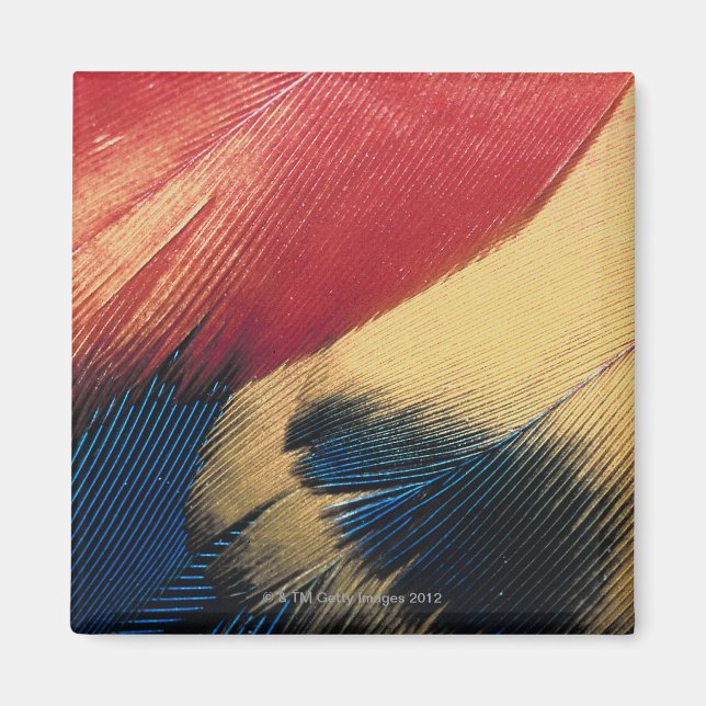 Feather surface 3 magnet (Front)