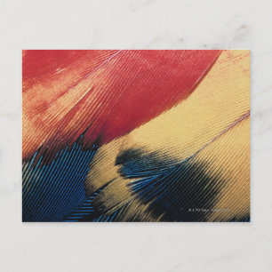 Feather surface 3 postcard