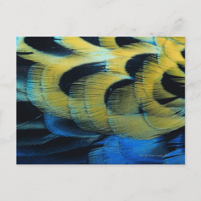 Feather surface 4 postcard (Front)