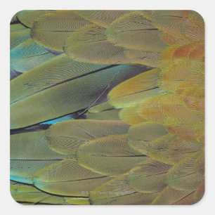 Feather surface square sticker
