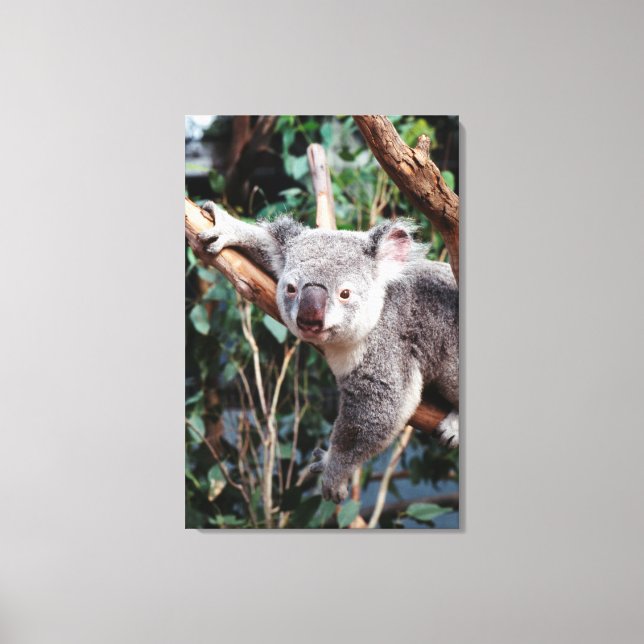 Featherdale Wildlife Park, Koala Bears Canvas Print (Front)