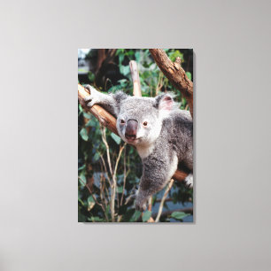 Featherdale Wildlife Park, Koala Bears Canvas Print