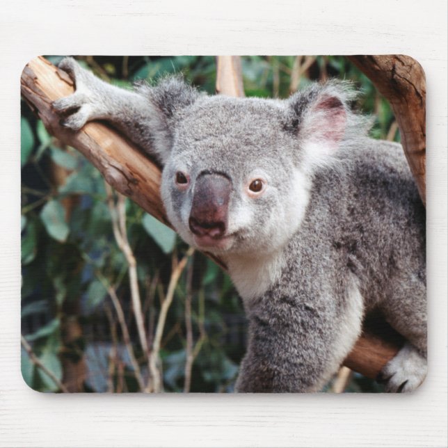 Featherdale Wildlife Park, Koala Bears Mouse Mat (Front)