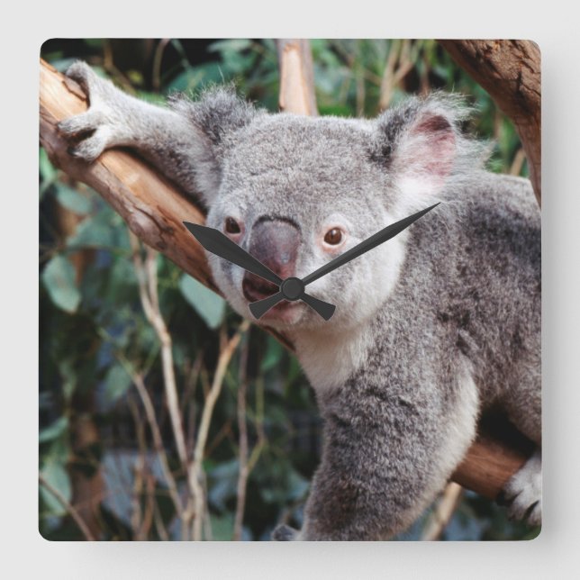 Featherdale Wildlife Park, Koala Bears Square Wall Clock (Front)