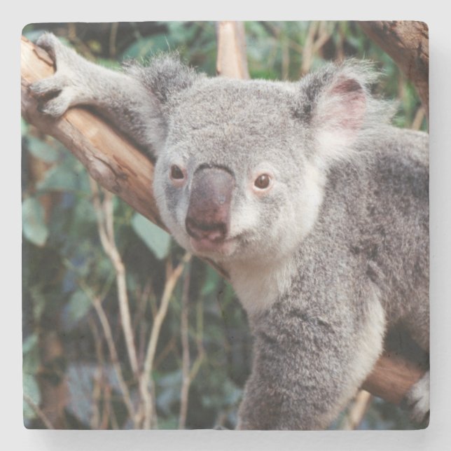 Featherdale Wildlife Park, Koala Bears Stone Coaster (Front)