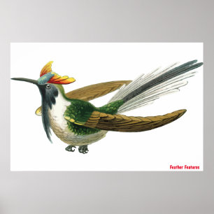 Feathered Bird  Poster