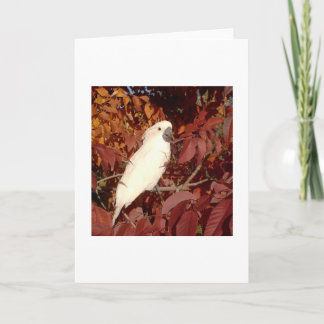 Feathered Family Cockatoo Note Card