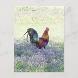 Feathered Pride Postcard