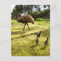 "Feathers and Footsteps: Father Emu With Chicks