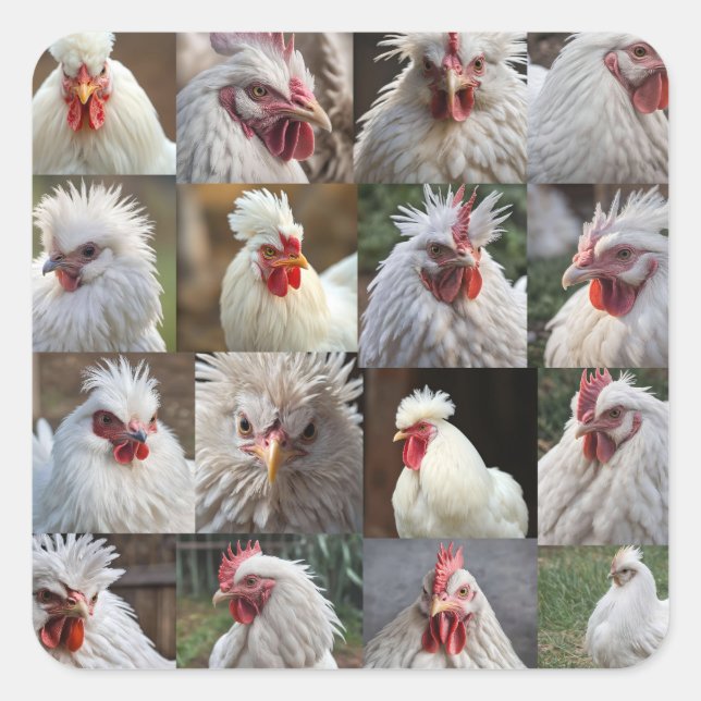 "Feathers in Focus: A White Chicken's Portrait" Square Sticker (Front)