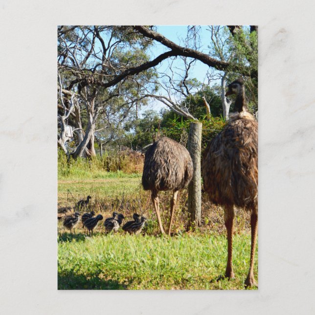 "Feathers of Pride: Emu Parents with Their Chicks" Postcard (Front)