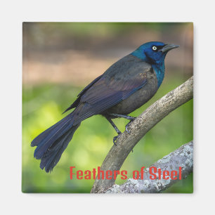 Feathers of Steel. Grackle Magnet