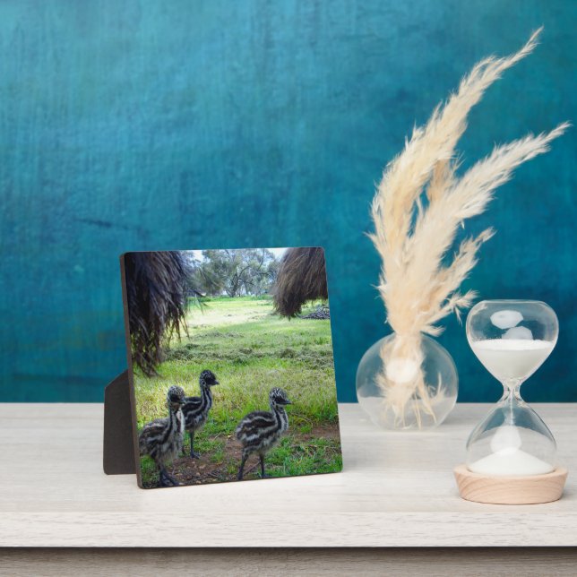 "Feathers of the Future: Three Baby Emu Chicks" Plaque (Insitu)