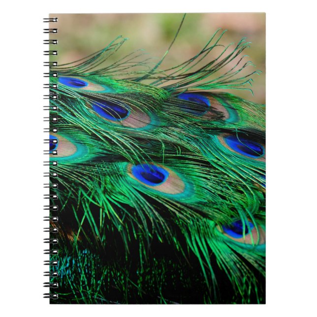 Feathers peacock feathers notebook (Front)