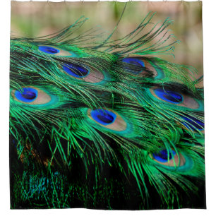 Feathers peacock feathers shower curtain