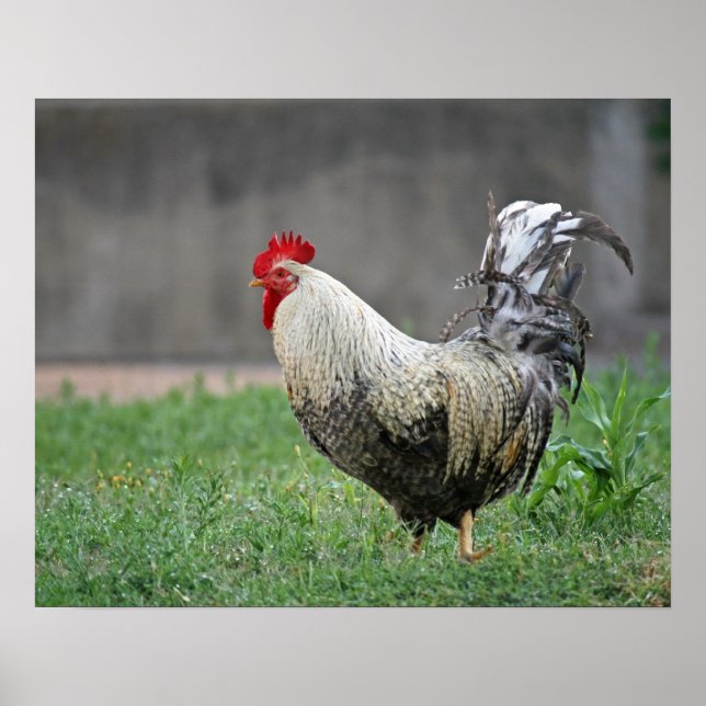 "Feathers" Poster (Front)