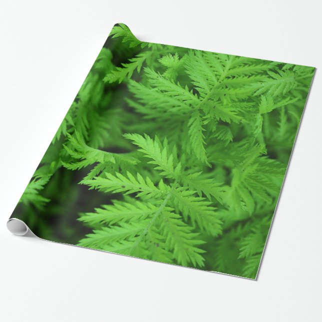 Feathery Green Ferns Wrapping Paper (Unrolled)