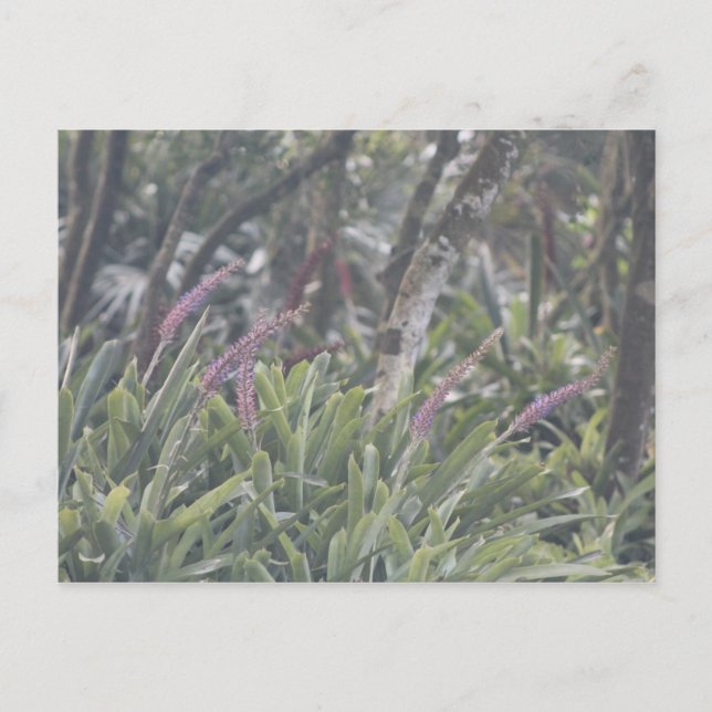 Feathery Purple Flowers Postcard (Front)