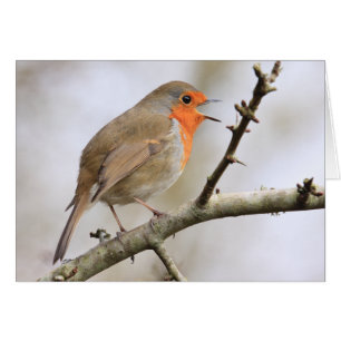 February Robin